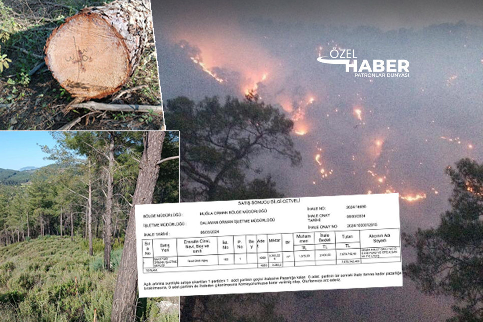Muğla Dalaman Karacaağaç’ta iki yıl önce yaşanan orman yangınından kurtarılan 5 bin ağaç ihale ile satıldı. STK’lar tepki gösterdi