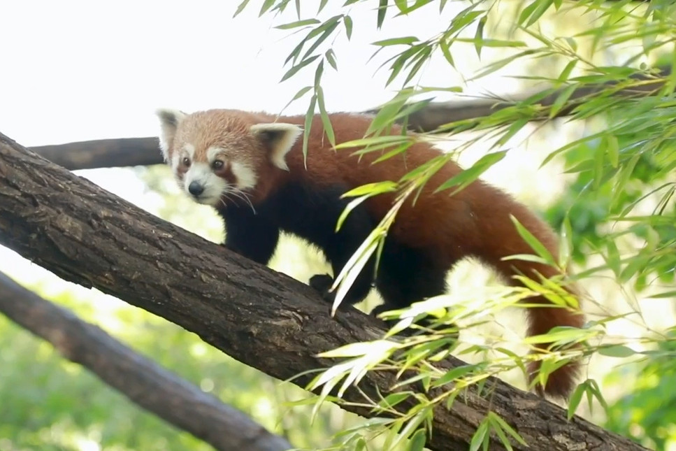 Türleri tehlike altında bulunan 2 kızıl panda yeni yuvalarına kavuştu