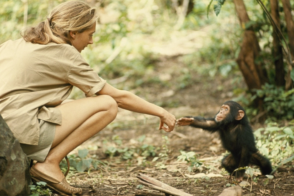 Şempanze devriminin öncü ismi geliyor 