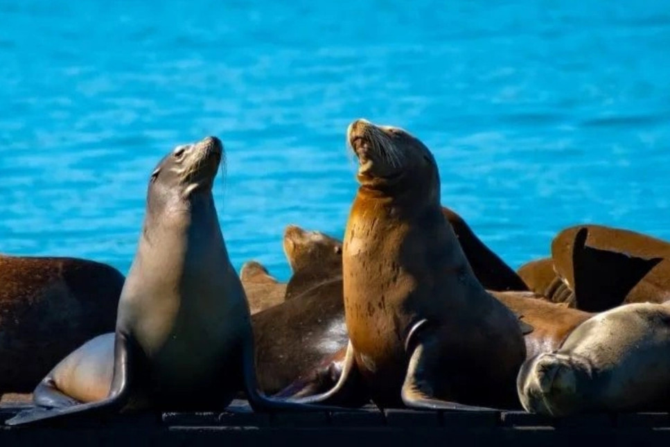 San Francisco'daki deniz aslanı popülasyonu son 15 yılın en yüksek seviyesinde