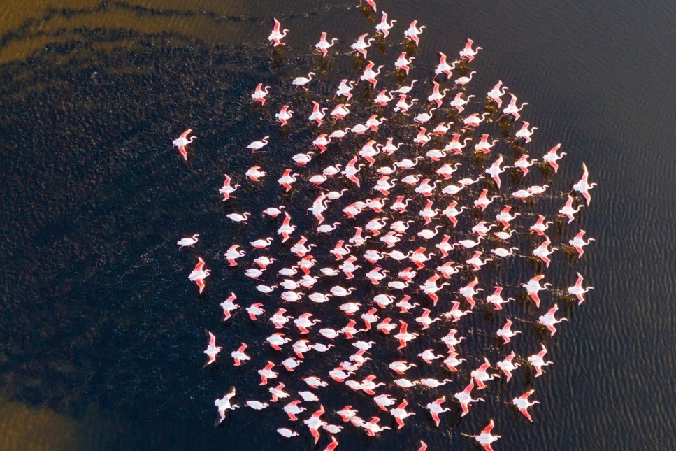 Hürmetçi Sazlığı'nın misafiri flamingolar