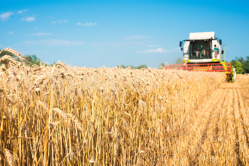 Buğdayda hasat bu sezon erken başlıyor. Çiftçinin beklentisi kilograma 15 lira talebi var