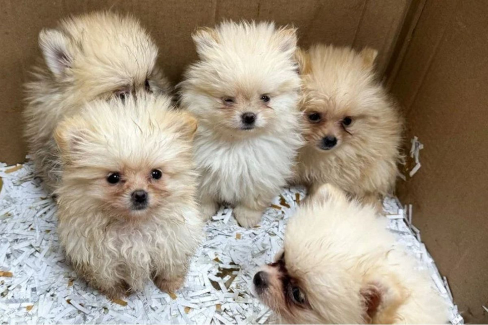 Otomobildeki 'zula'dan "Pomeranian" cinsi 5 köpek yavrusu çıktı