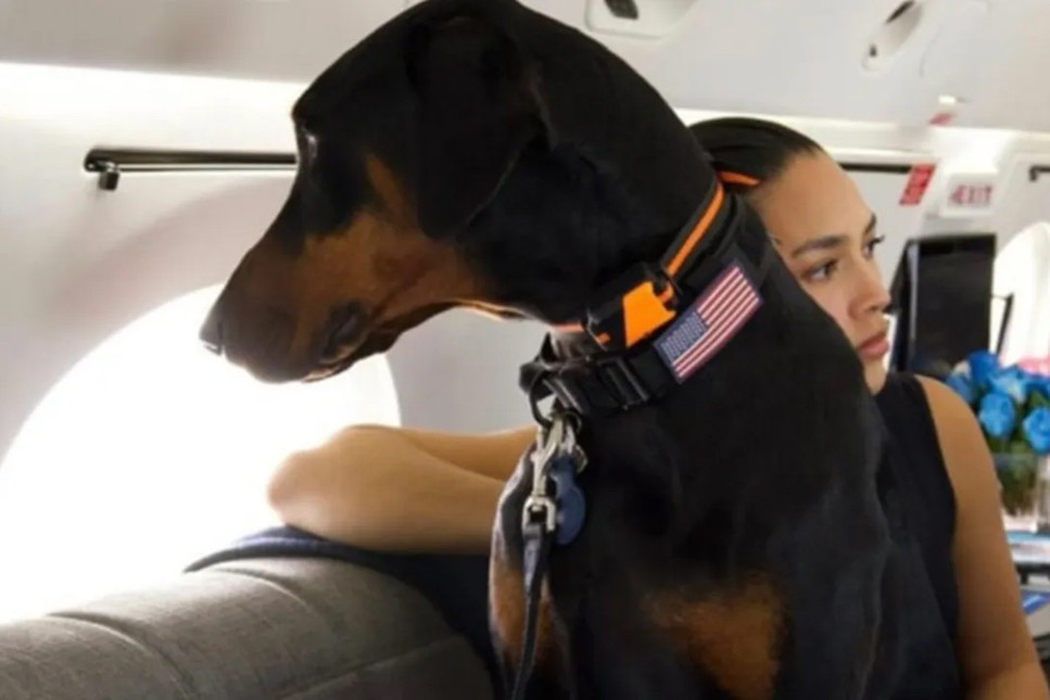 Köpeklere özel hava yolu BARK Air, ilk seferini gerçekleştirdi