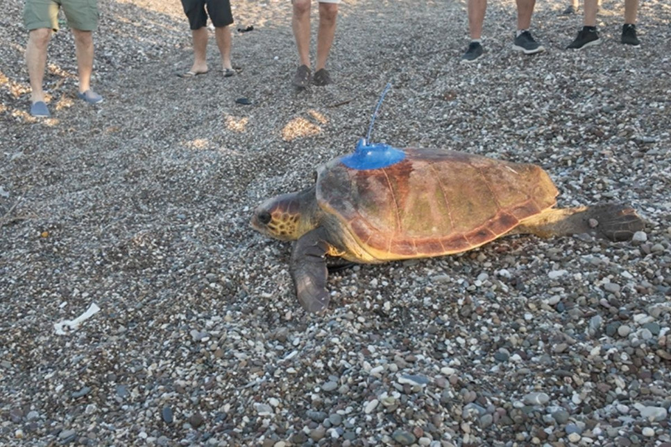 Antalya'da uydu cihazı takılan "Altın" ve "Gümüş" adlı caretta carettalar denize bırakıldı