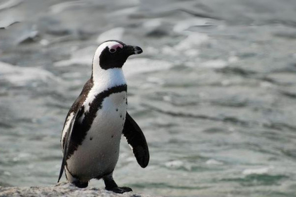 Japonya'nın kaçak pengueni 2 hafta sonra 30 kilometre uzakta bulundu