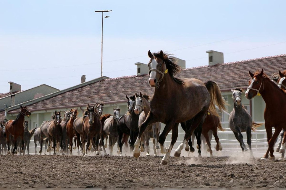 Tarım işletmesi, safkan Arap koşu tayları satacak