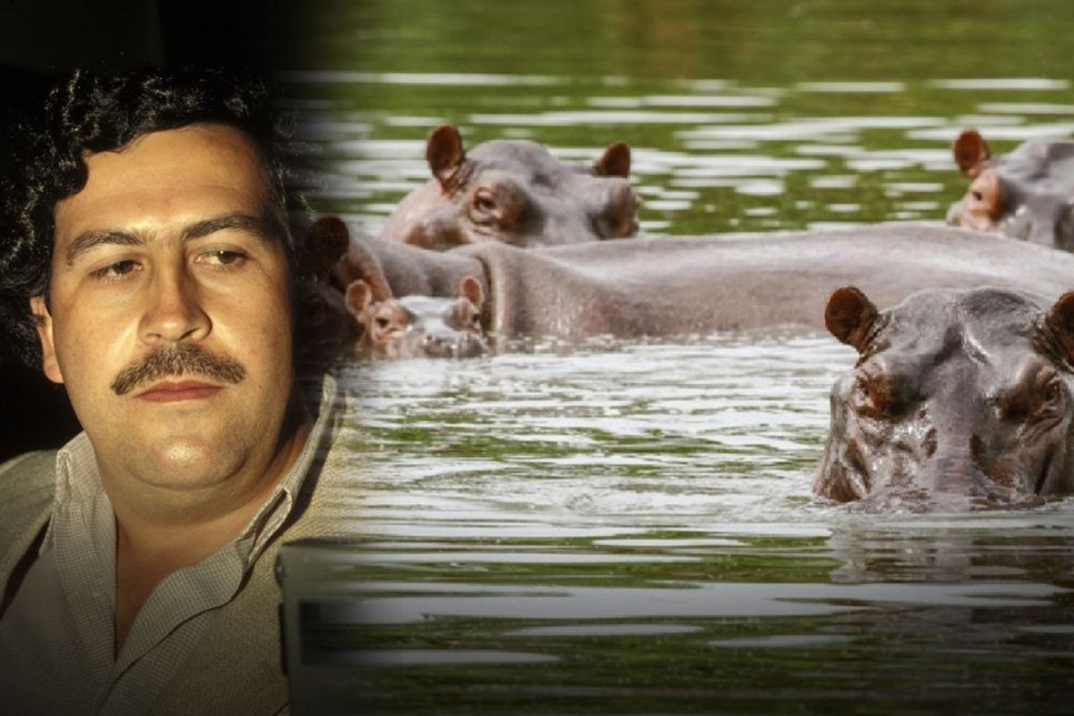 Pablo Escobar'ın su aygırlarına ölüm kararı