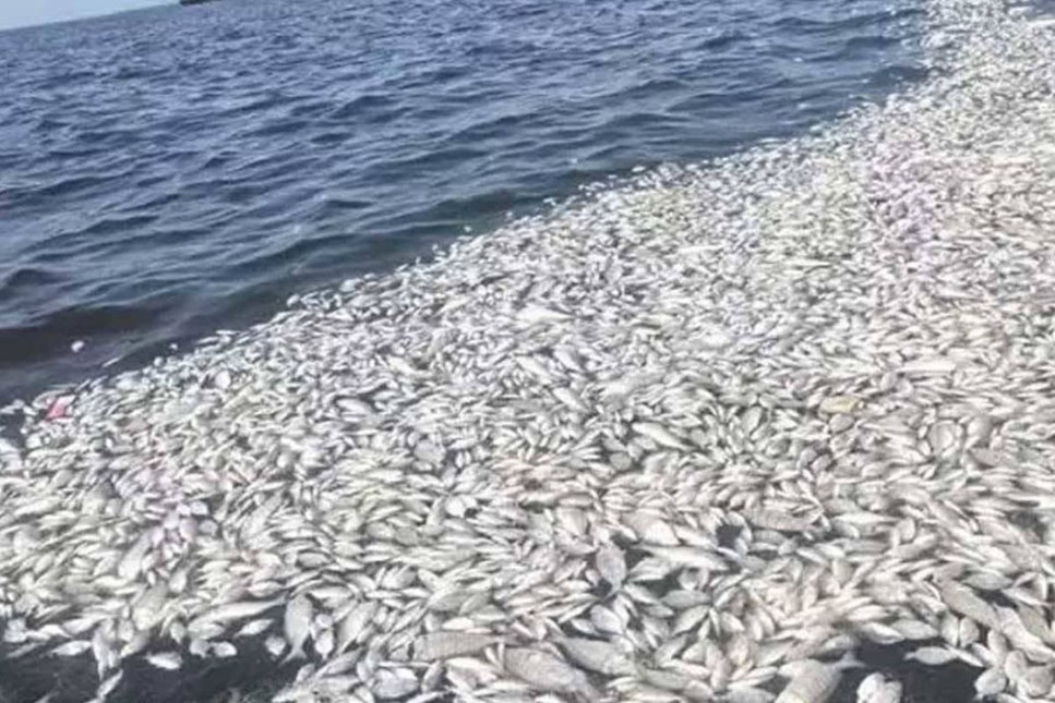 İzmir Körfezi'nde balık ölümleri sürüyor