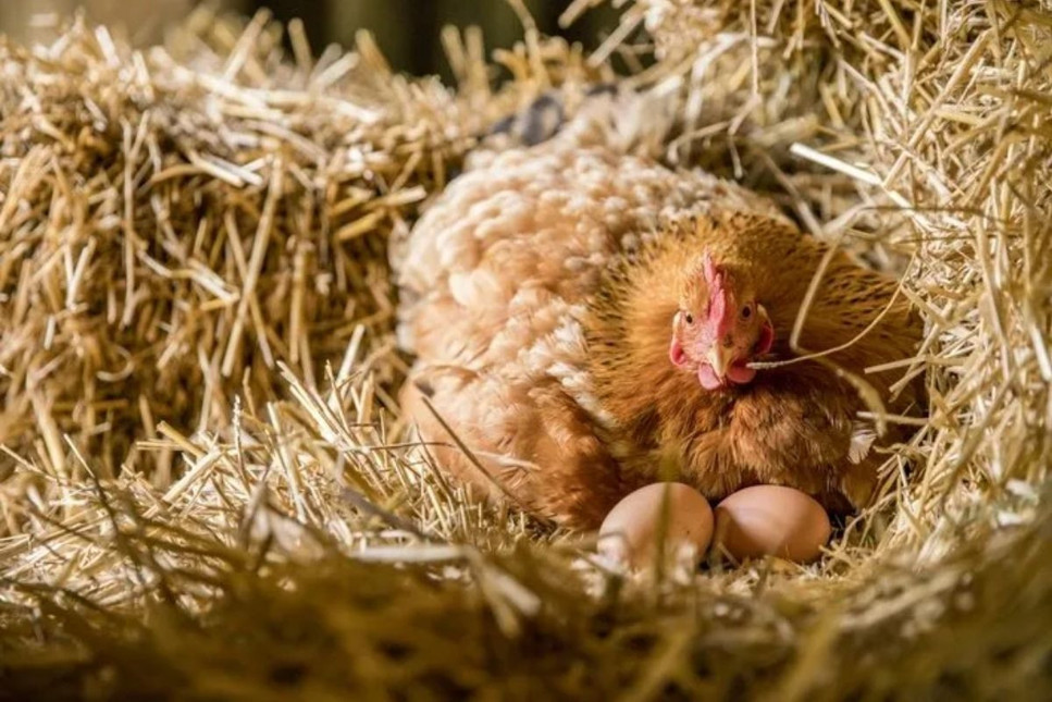 Çözülemeyen soruya bilimsel cevap: Yumurta tavuktan önce çıkmış