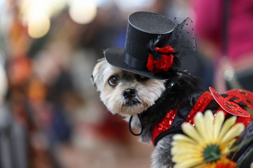 Kanada'da Bentway Howl'oween Festivali: Köpekler kostümleriyle şıklıkta yarıştı