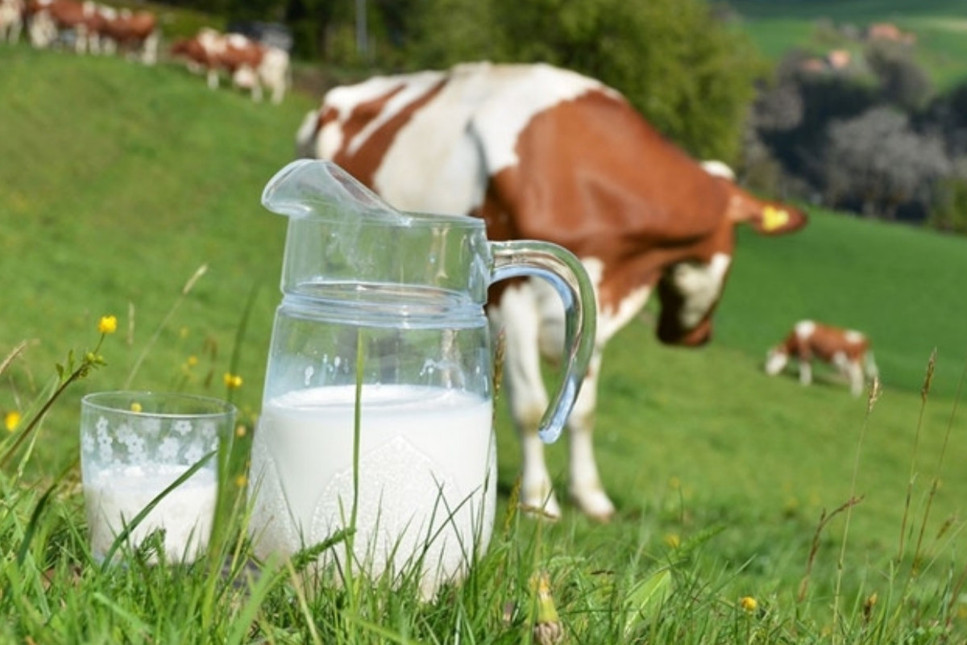 Çiğ süt primi yılın son 3 ayı için litre başına 1 lira olarak uygulanacak