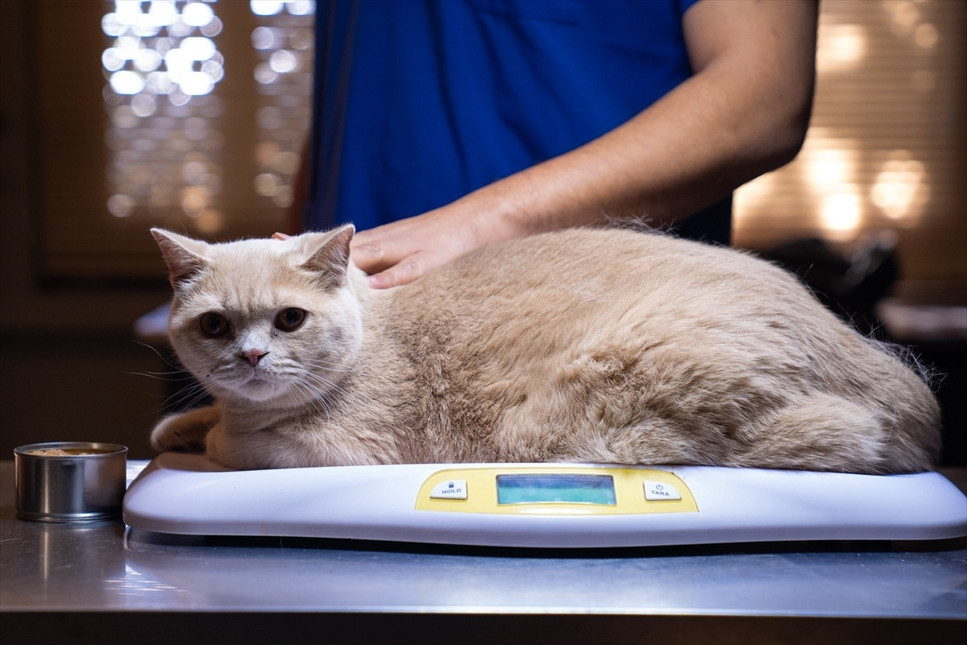 Obez kedi Ekmek, zayıflamak için arkadaşı Şiraz'ın izinden gidiyor