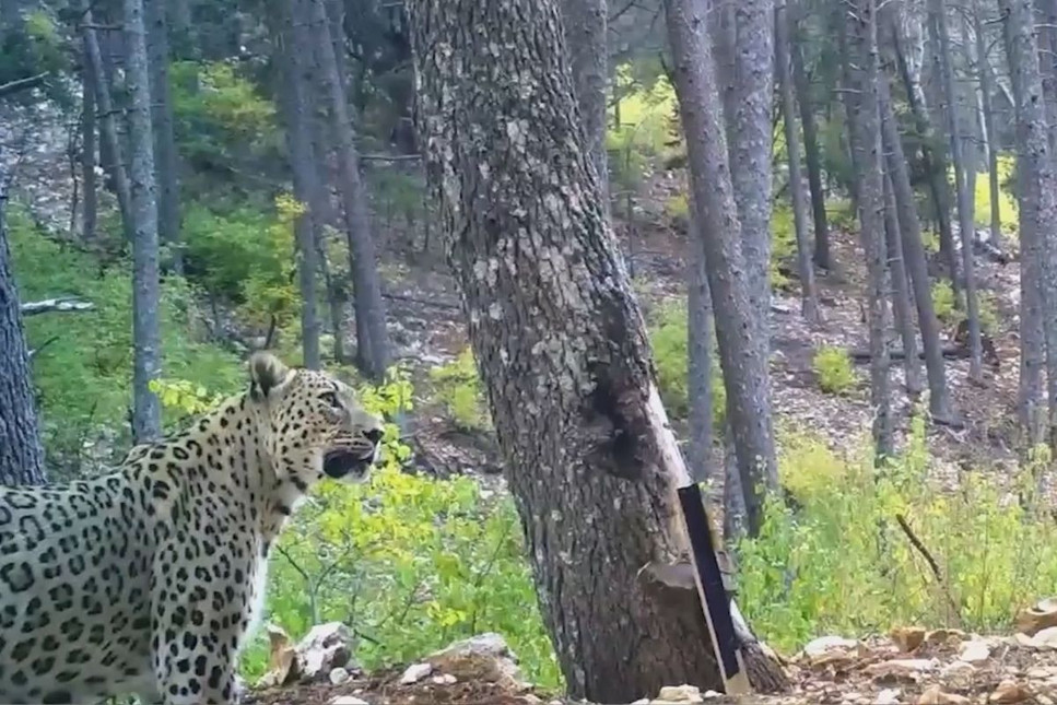 Anadolu parsı, en net görüntüsüyle fotokapanda