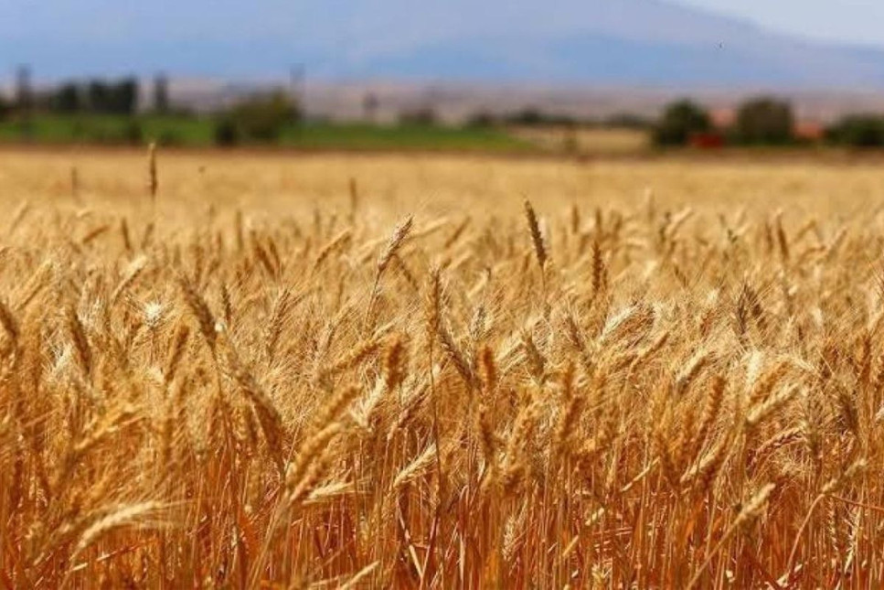 Rusya Suriye'ye buğday tedarikini durdurdu, Ukrayna talip