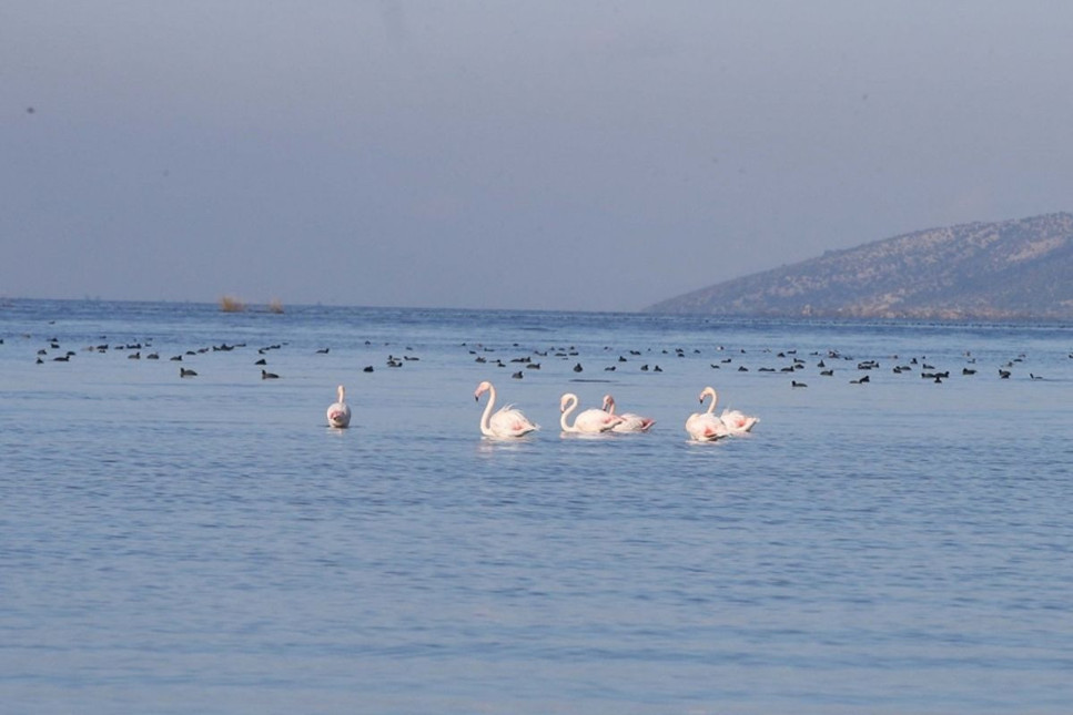 Son yağışlarla birlikte Muğla'daki Bafa Gölü'nde doğal yaşam yeniden canlandı