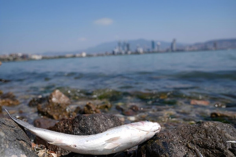 İzmir Körfezi'ndeki kirlilik nedeniyle  11 ticari balığın sindirim sisteminde mikroplastik tespit edildi