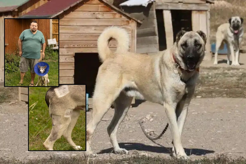 Londra'da bir milyoner, sahip olduğu üç kangal köpeği komşularının köpeğine saldırıp tavuklarını öldürünce mahkemelik oldu