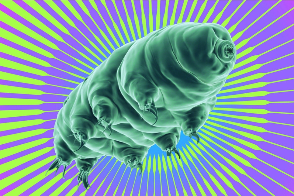 Tardigradlardan elde edilen bir protein, kanser hastalarının radyasyon tedavisine yardımcı olacak