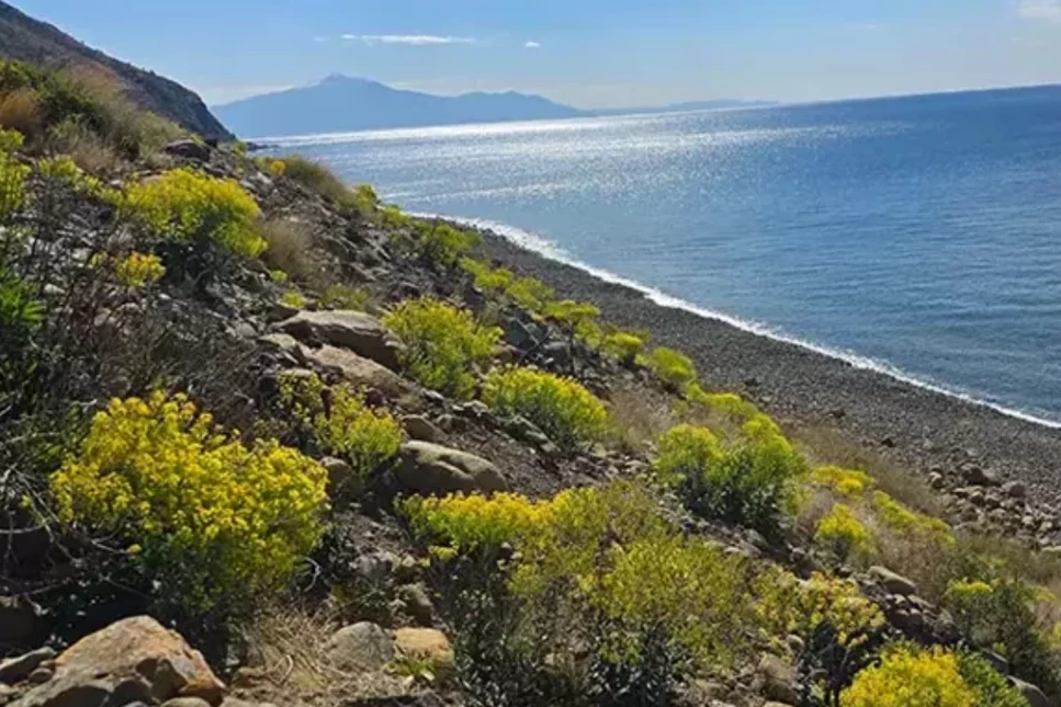 Hatay'da sahil parkurunda nadir görülen 50 tür endemik bitki yetişiyor