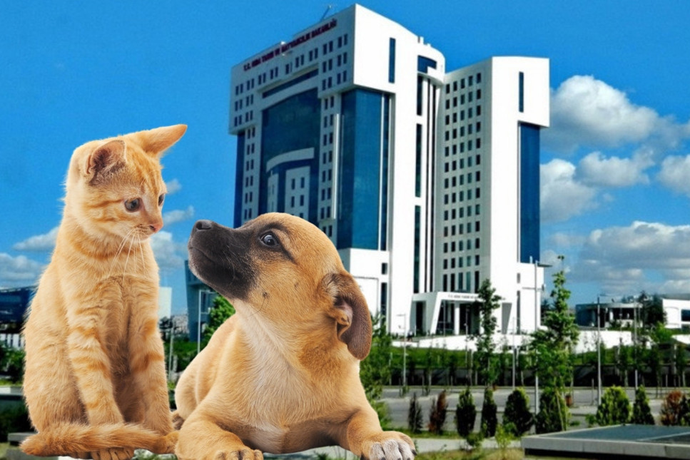 Kedi ve köpek sahiplerine yeni düzenleme: Mikroçip zorunluluğu için son tarih 31 Aralık 2025’e uzatıldı, kayıt ve sorumluluk şartları güncellendi