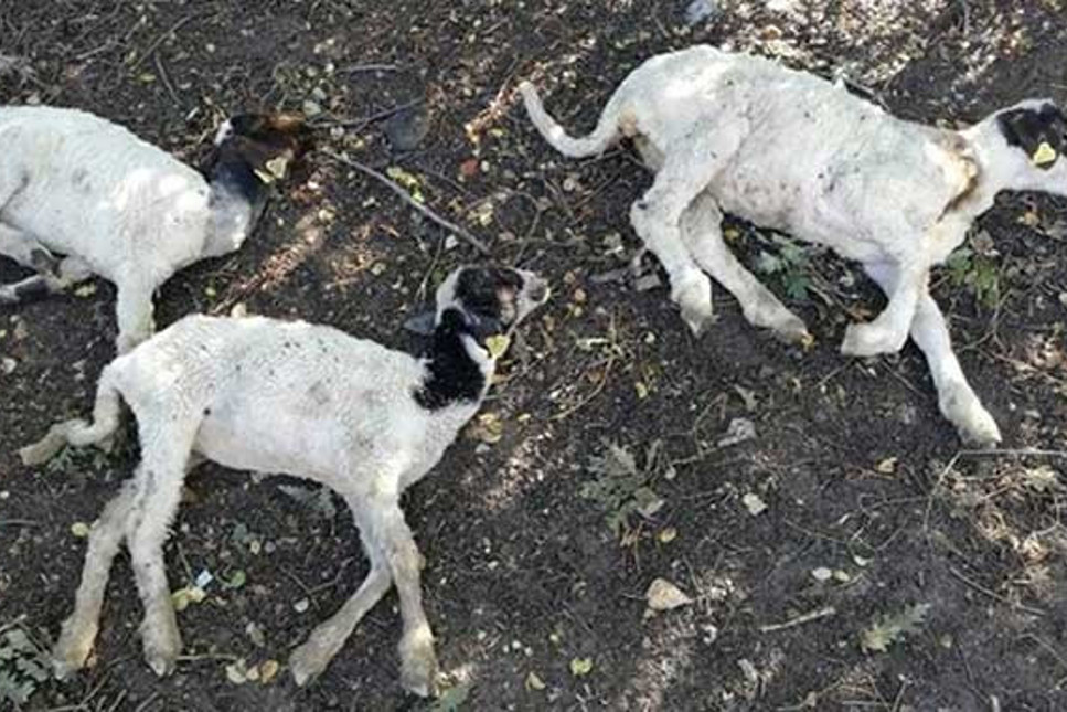 'Genç Çiftçi Projesi' kapsamında verilen koyunlar hastalıklı çıktı, 7 mahalle karantinaya alındı