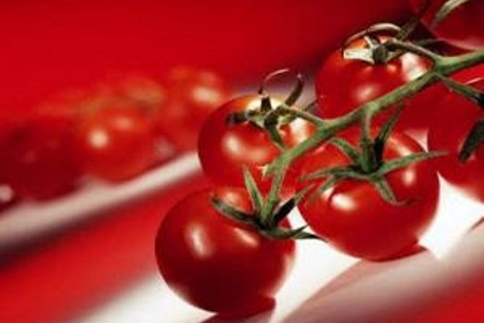 Yükselen değer: sanayi tipi domates