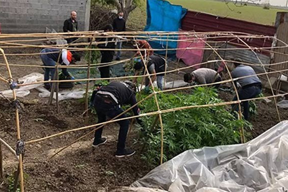Adana'da bir evin bahçesinde kenevir serası yakalandı: Koronavirüs yüzünden ektim