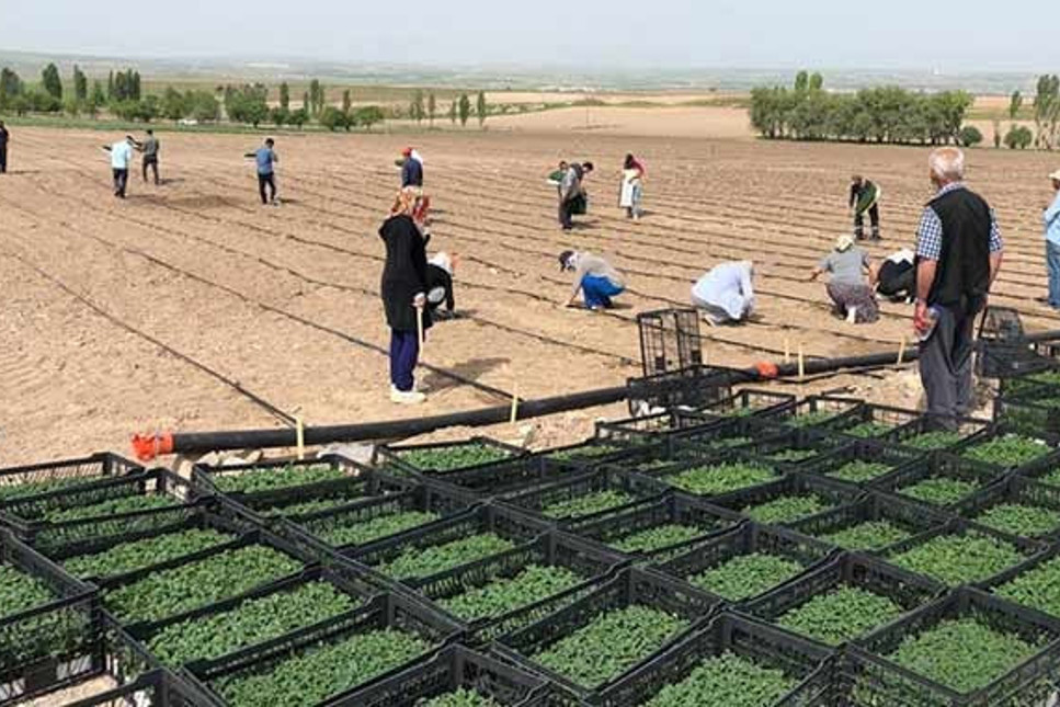 Ankara Büyükşehir Belediyesi tarıma başladı; ürünler ihtiyaç sahiplerine ücretsiz ulaştıracak