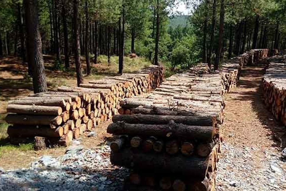 Belgrad Ormanları’nda yüzlerce ağaç neden kesildi?