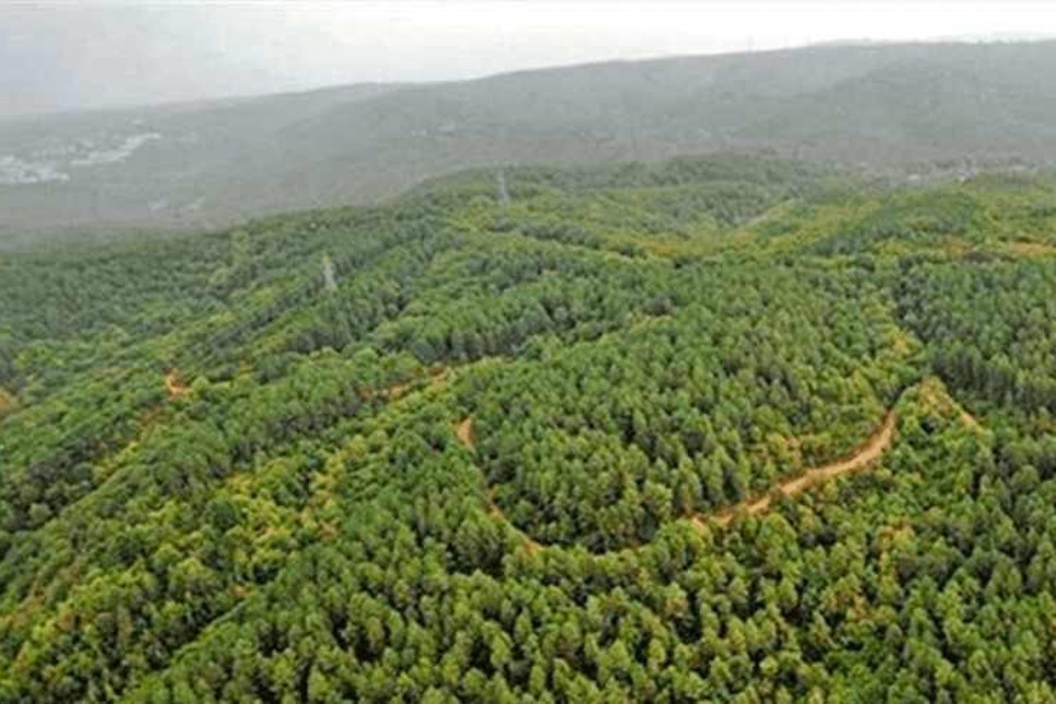 Bodrum Göltürkbükü'nde ormanlık alanlar ranta açıldı