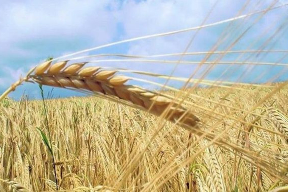 Şok! Hindistan buğday ihracatını yasakladı