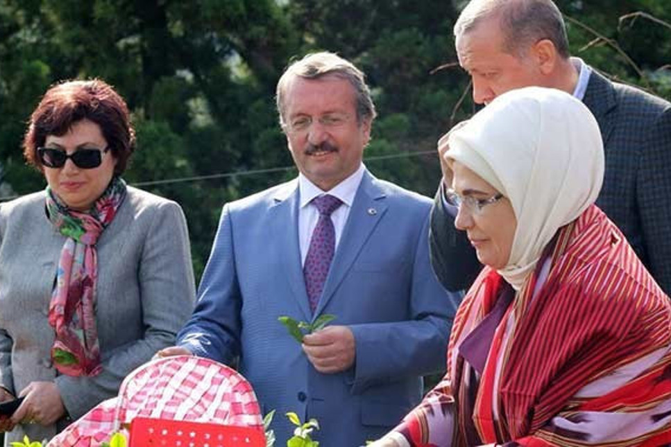 Danıştay Başkanı Zerrin Güngör'ün Erdoğan ile çay toplaması özel hayatmış