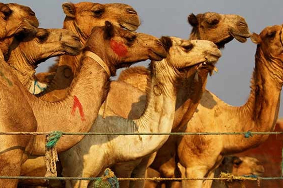 Deve krizi: Her şey Avustralya'ya 24 deve getirilmesiyle başladı