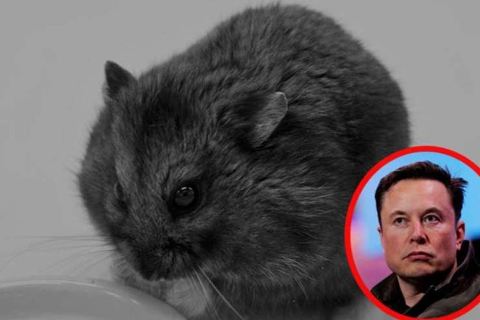 Elon Musk'ı bile hayran bırakan yatırım uzmanı hamster öldü!