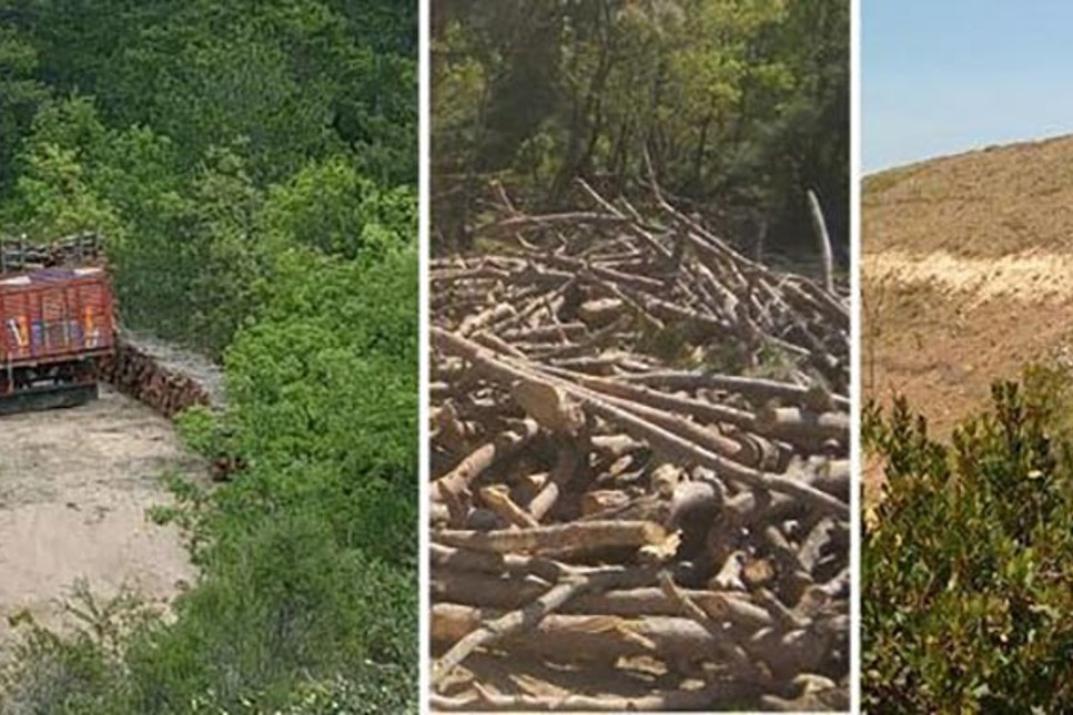 Hukuk yok sayılıyor... Çanakkale'de Danıştay kararlarına rağmen on bine yakın ağaç kesildi