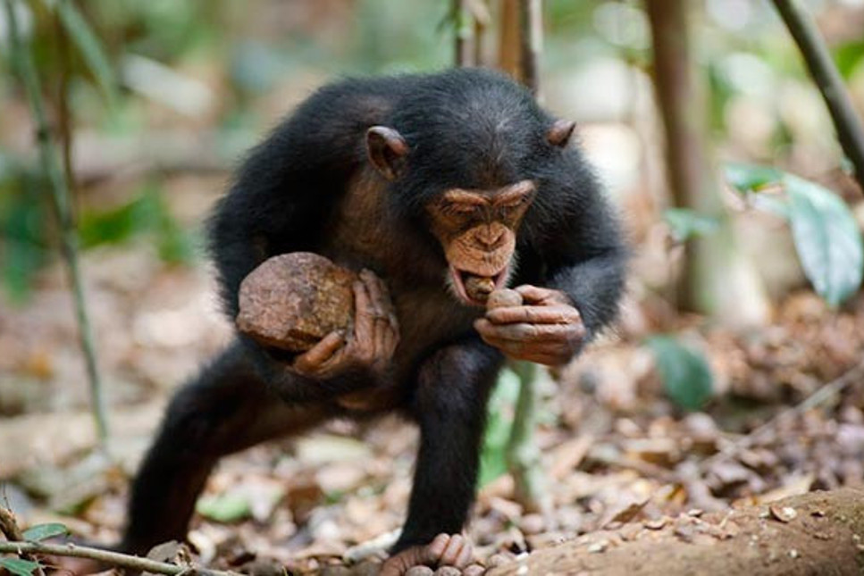 İngiltere'de bazı zenginler düğünlerde şempanze eti yiyor