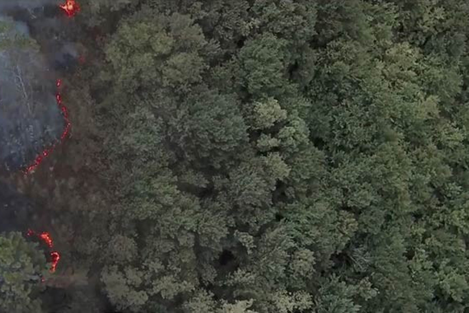 İzmir'de yanan ormanlara 5 bin ağaç dikecek