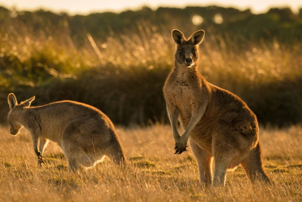 Kanguru derisi küresel çapta azalışta
