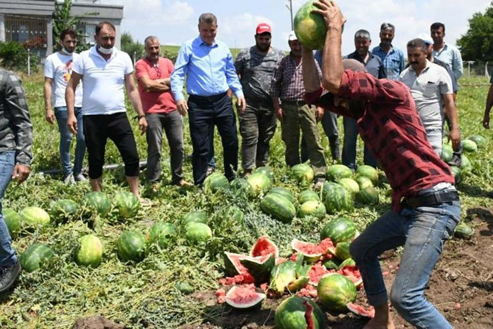 Adana karpuzu tarlada 35 kuruşa düştü, çiftçi isyanda