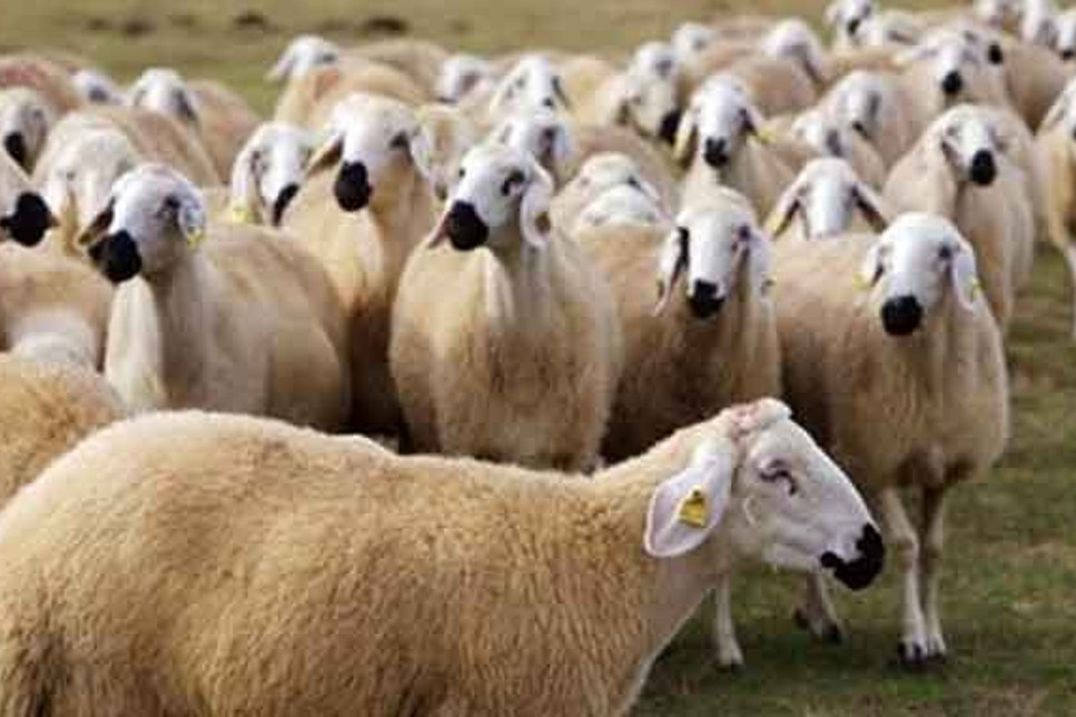 Afganistan'dan 5 bin TL maaşla 150 bin çoban ithal edeceğiz