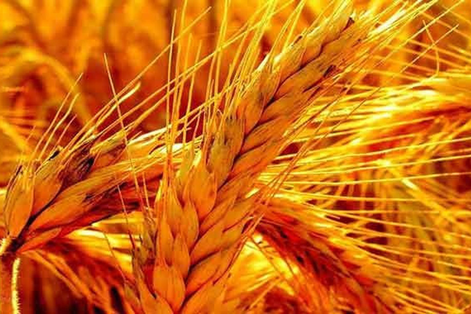 Rusya: Türkiye'ye buğday sevkiyatı yüzde 40 arttı
