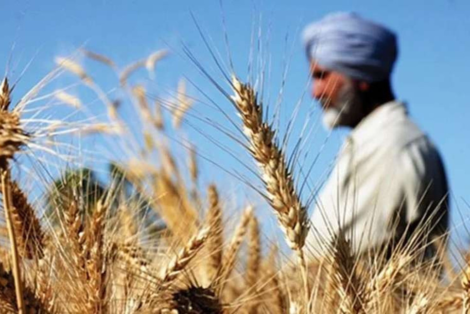Oba Makarna ithal etmişti! Hindistan’dan hastalıklı buğday getiren gemi geri gönderiliyor