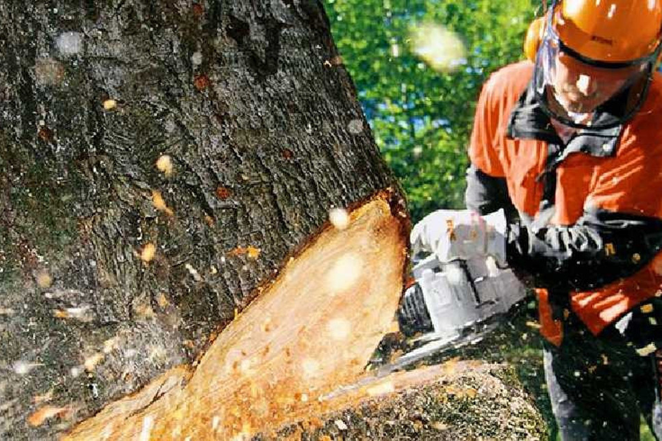 Orman Genel Müdürlüğü, milyonlarca ağacın kesim talimatını verdi