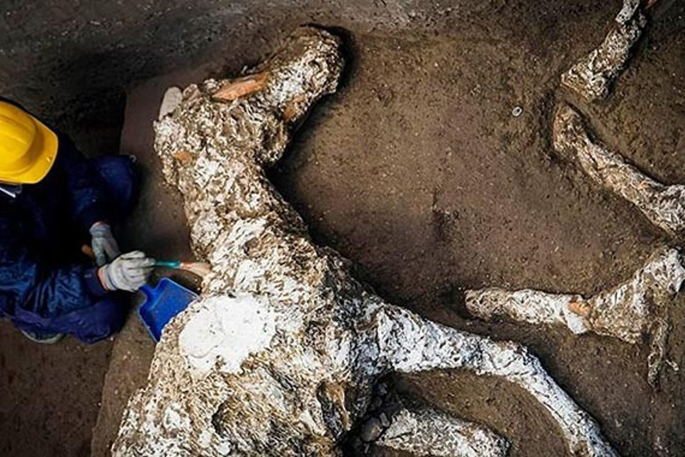 Pompeii'de taşlaşmış at kalıntıları bulundu
