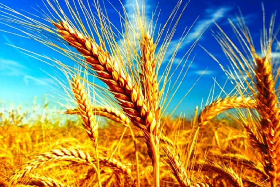 Rus buğdayı ithalatına yüzde 130 vergi engeli