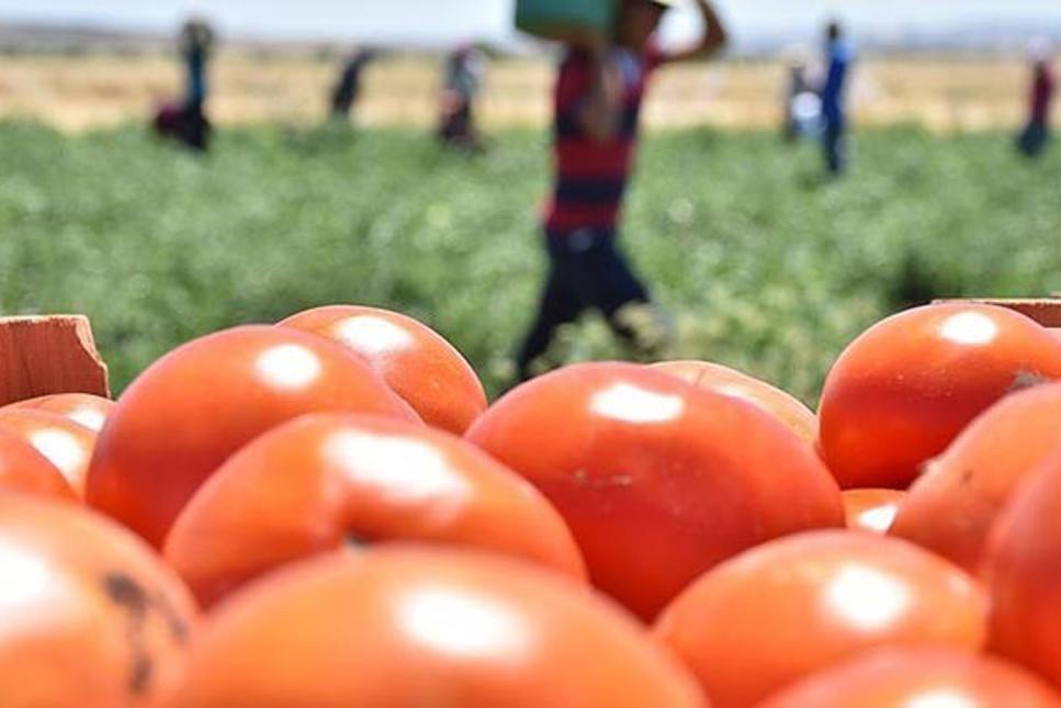Rusya'dan kaç bin ton domatese izin çıktı?