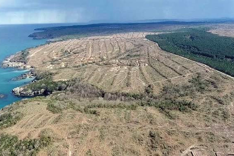 Sinop ağlıyor: Kesilen ağaç sayısı 650 bini aştı