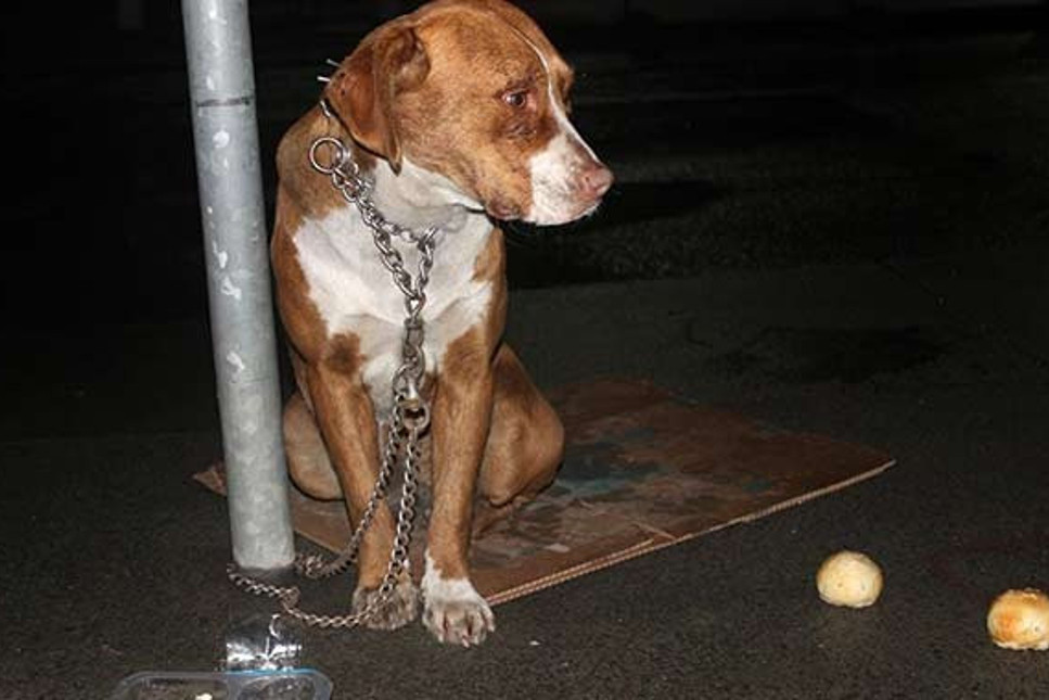Şişli'de bir köpeği trafik tabelasına zincirleyip terk ettiler