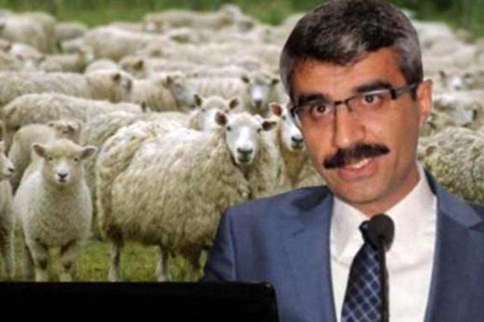 AKP adayı Selim Bağlı’dan kardeşine koyun kıyağı